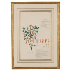Framed American Victorian 19th Century Botanical Drawing, "Jacobinia Pauciflora"
