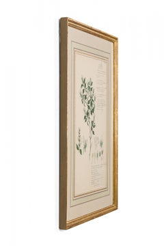 Framed American Victorian 19th Century Botanical Drawing, "Justicia Diffusa"