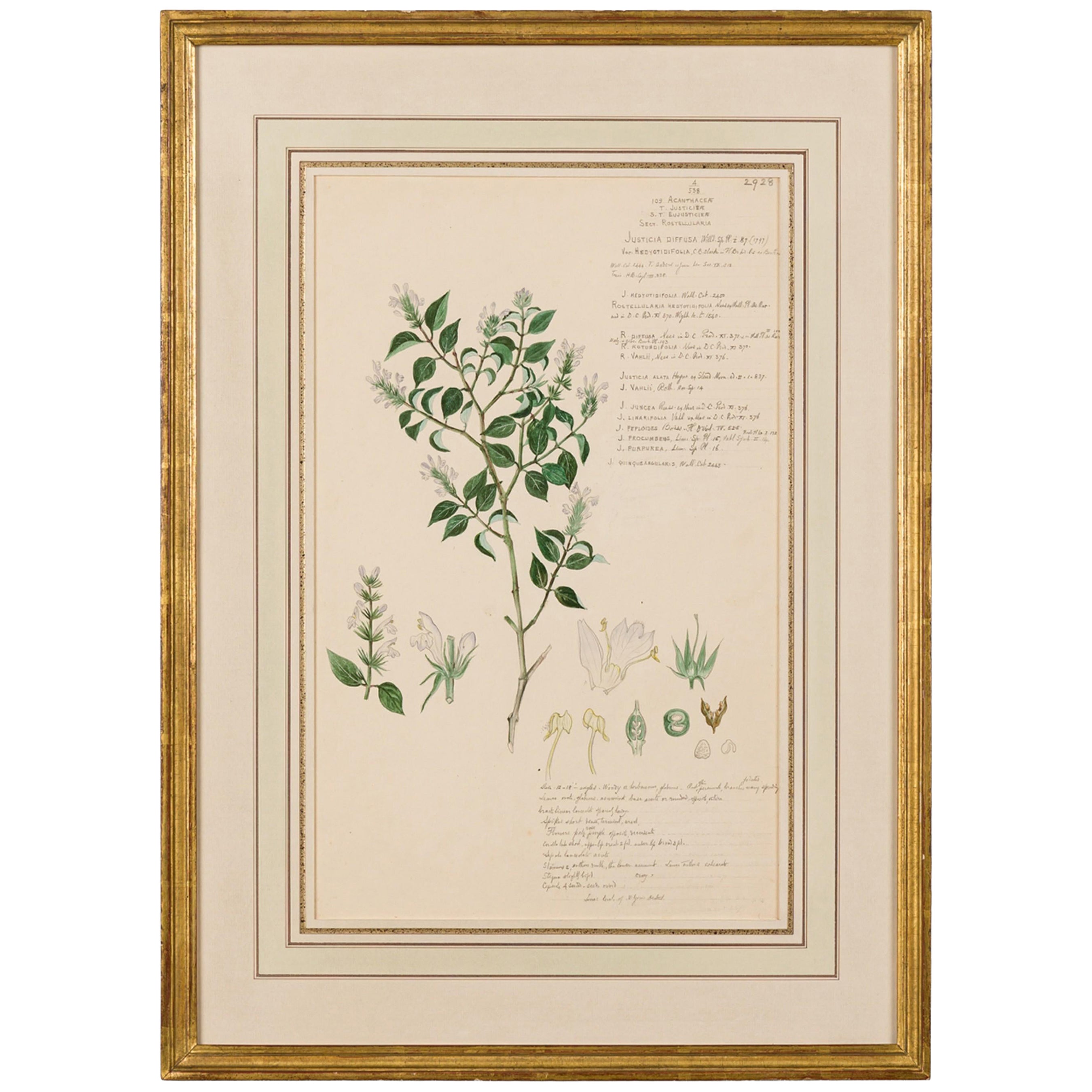 Framed American Victorian 19th Century Botanical Drawing, "Justicia Diffusa"