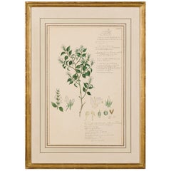 Framed American Victorian 19th Century Botanical Drawing, "Justicia Diffusa"