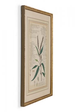 Framed American Victorian 19th Century Botanical Drawing, "Justicia Gendarussa"