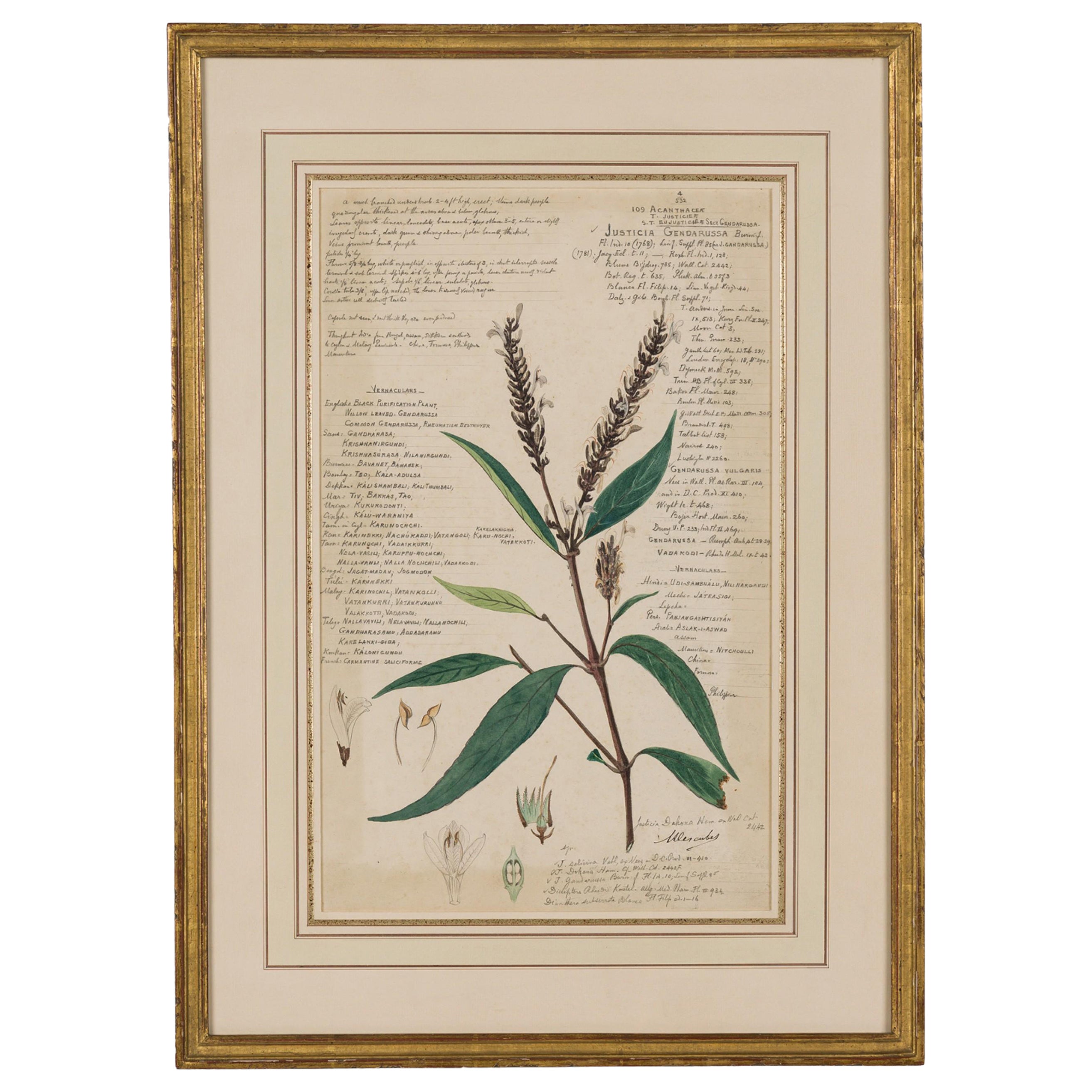 Framed American Victorian 19th Century Botanical Drawing, "Justicia Gendarussa" For Sale