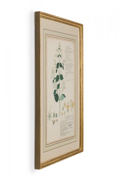 Framed American Victorian 19th Century Botanical Drawing, "Justicia Glabra"