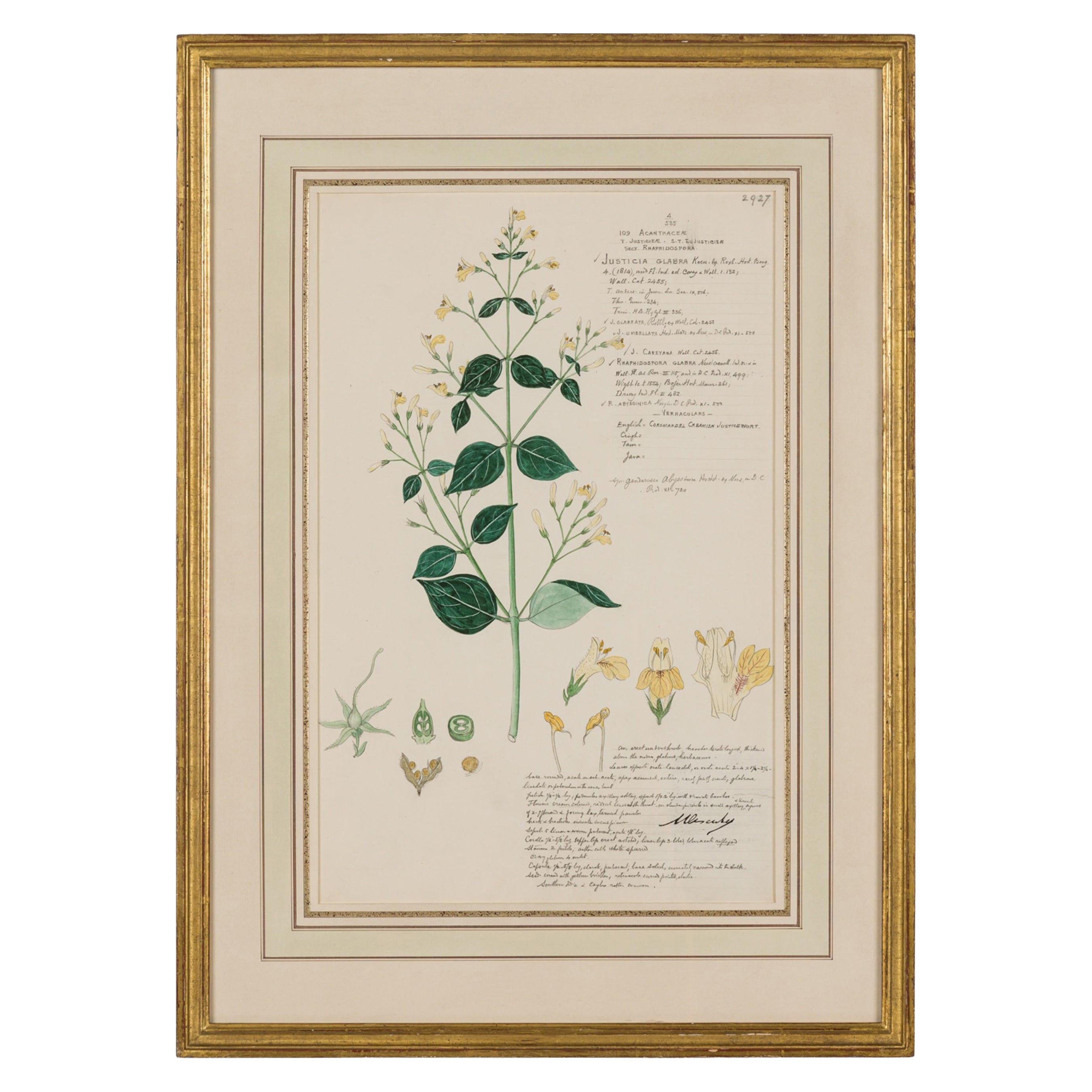 Framed American Victorian 19th Century Botanical Drawing, "Justicia Glabra"