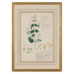 Framed American Victorian 19th Century Botanical Drawing, "Justicia Glabra"