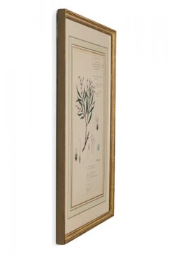 Framed American Victorian 19th Century Botanical Drawing, "Justicia Hookeriana"