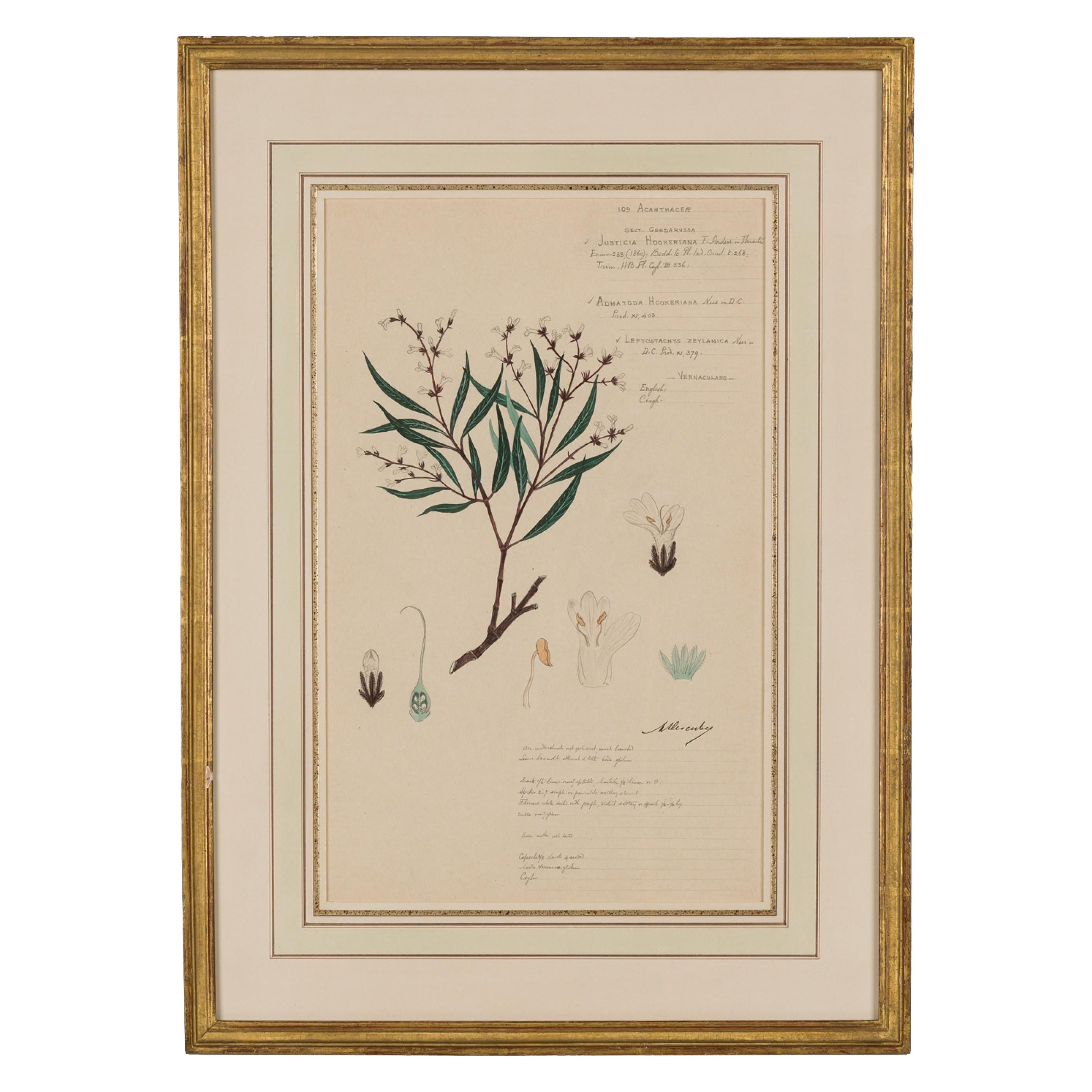 Framed American Victorian 19th Century Botanical Drawing, "Justicia Hookeriana"