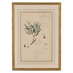 Framed American Victorian 19th Century Botanical Drawing, "Justicia Hookeriana"