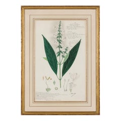 Framed American Victorian 19th Century Botanical Drawing, "Justicia Montana"