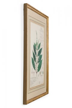 Framed American Victorian 19th Century Botanical Drawing, "Justicia Wynaadensis"