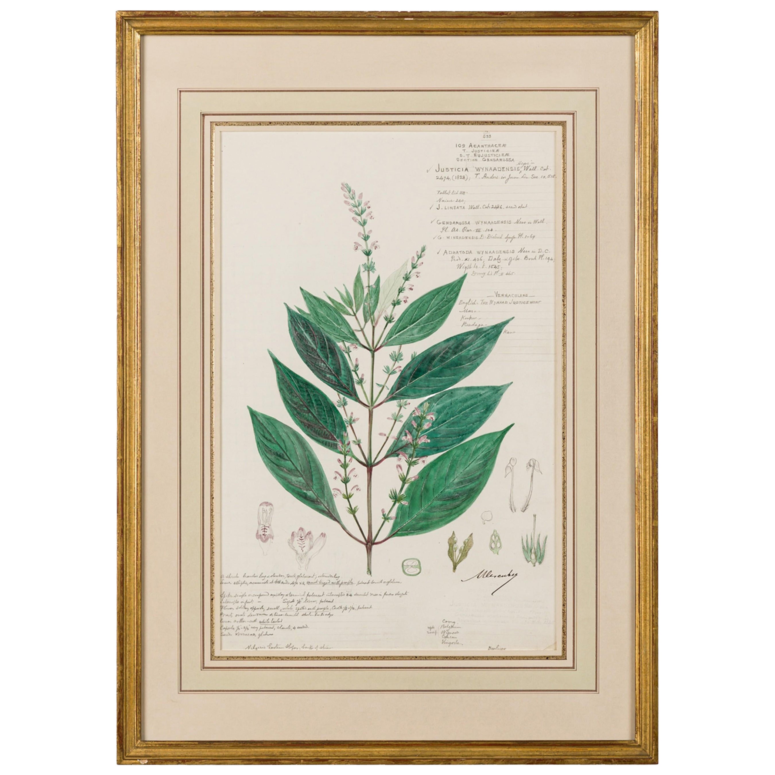 Framed American Victorian 19th Century Botanical Drawing, "Justicia Wynaadensis"