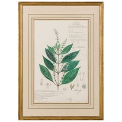 Framed American Victorian 19th Century Botanical Drawing, "Justicia Wynaadensis"