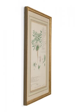 Framed American Victorian 19th Century Botanical Drawing "Lepidagathis Cristata"