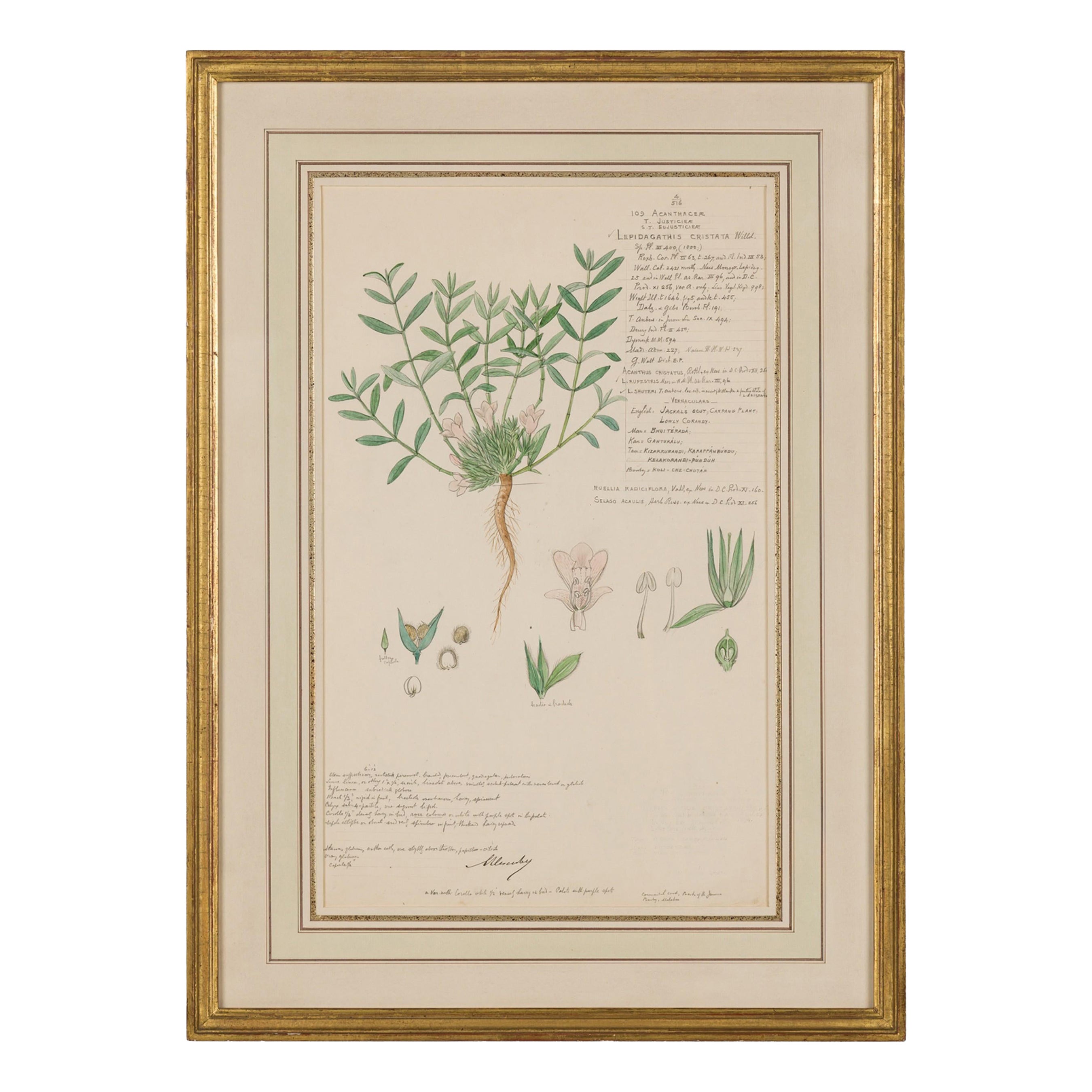 Framed American Victorian 19th Century Botanical Drawing "Lepidagathis Cristata"