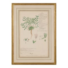 Framed American Victorian 19th Century Botanical Drawing "Lepidagathis Cristata"