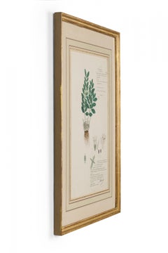 Framed American Victorian 19th Century Botanical Drawing, "Lepidagathis Mitis"