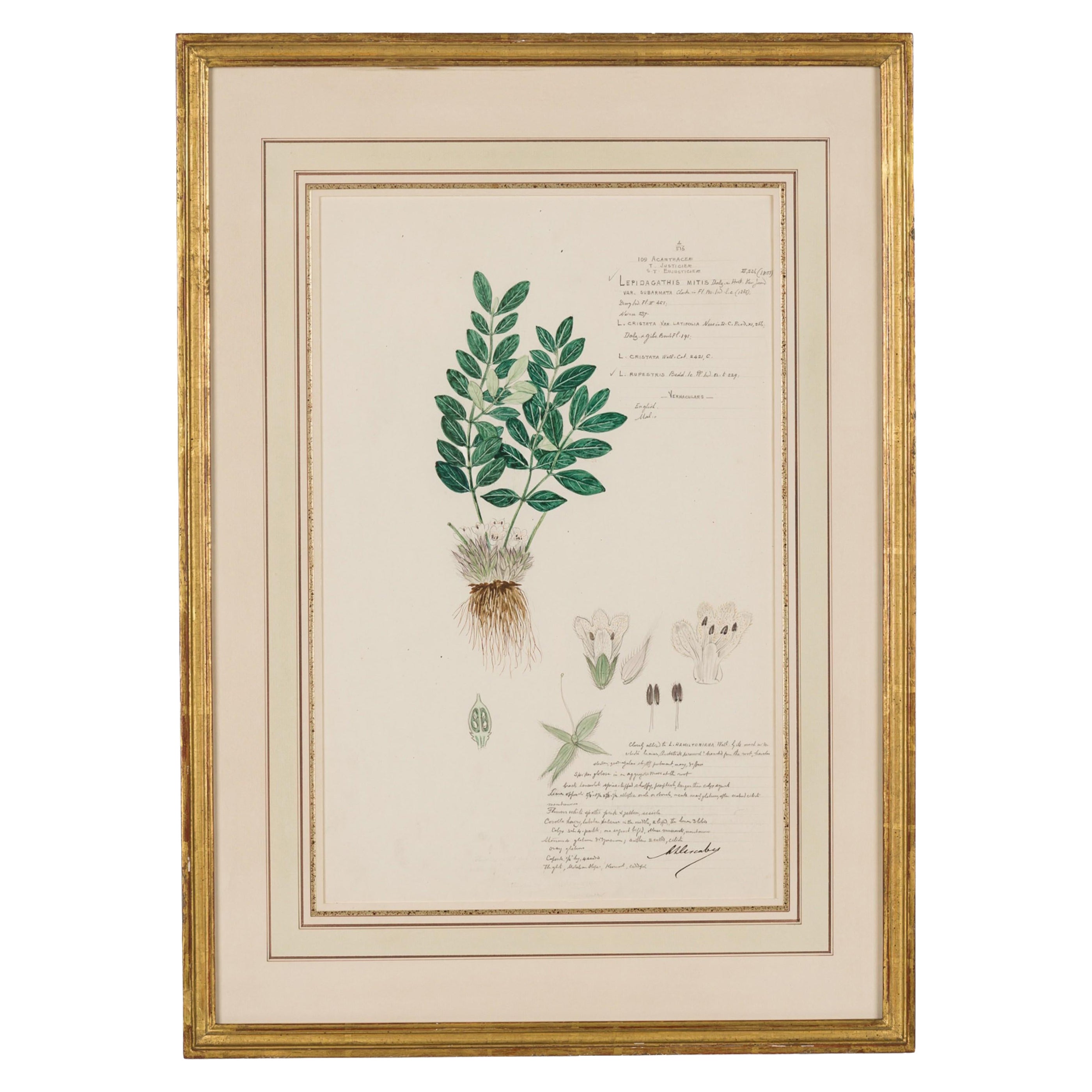 Framed American Victorian 19th Century Botanical Drawing, "Lepidagathis Mitis"