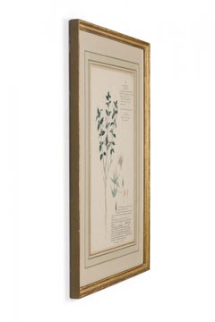 Framed American Victorian 19th Century Botanical Drawing, "Lepidagathis Pungens"