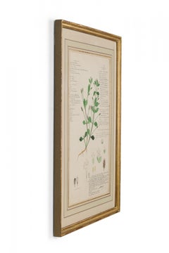 Framed American Victorian 19th Century Botanical Drawing, "Lippia Nodiflora"