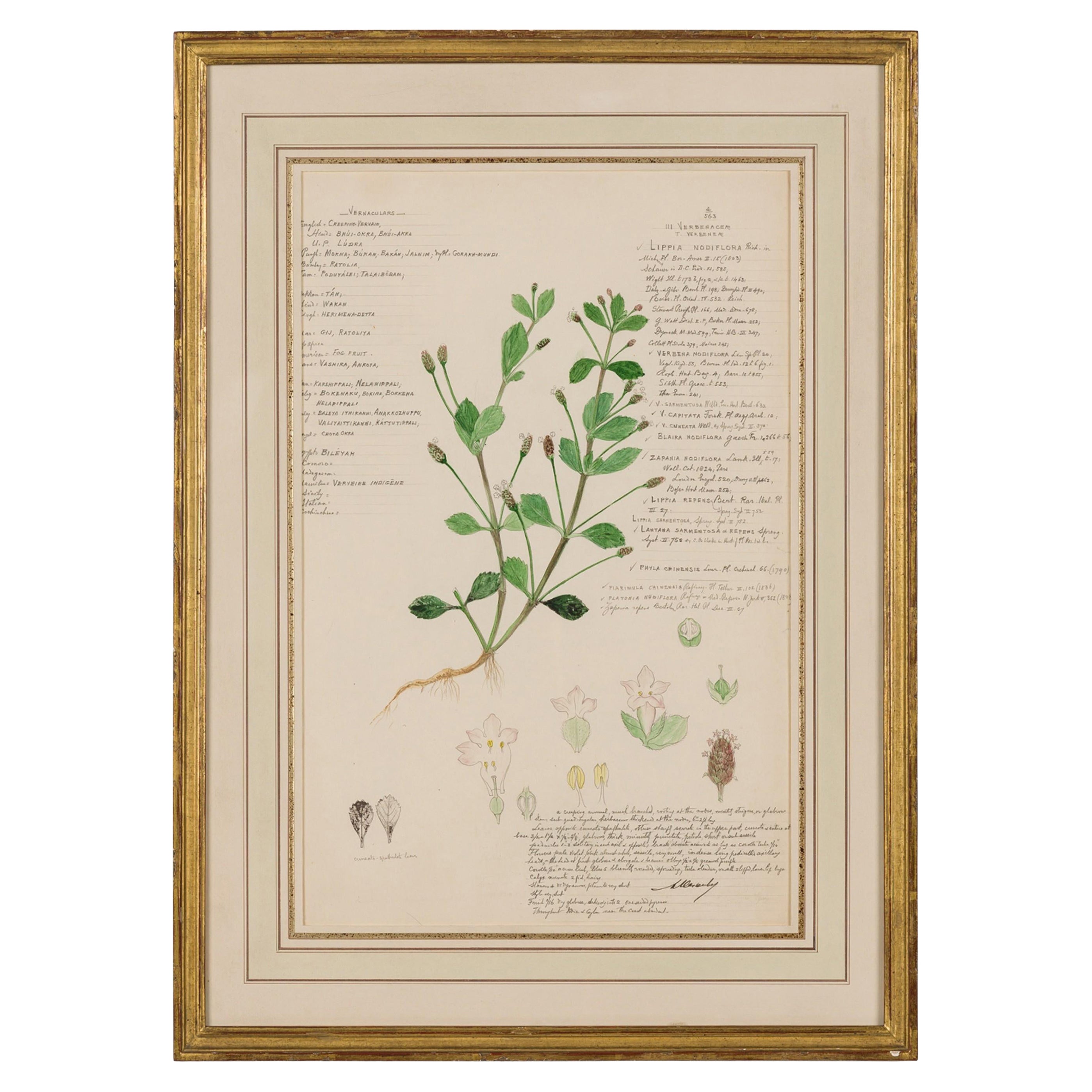 Framed American Victorian 19th Century Botanical Drawing, "Lippia Nodiflora" For Sale