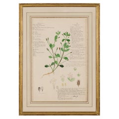Framed American Victorian 19th Century Botanical Drawing, "Lippia Nodiflora"