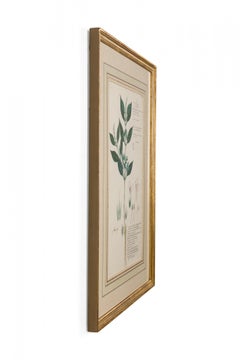 Framed American Victorian 19th Century Botanical Drawing "Monothecium Aristatum"