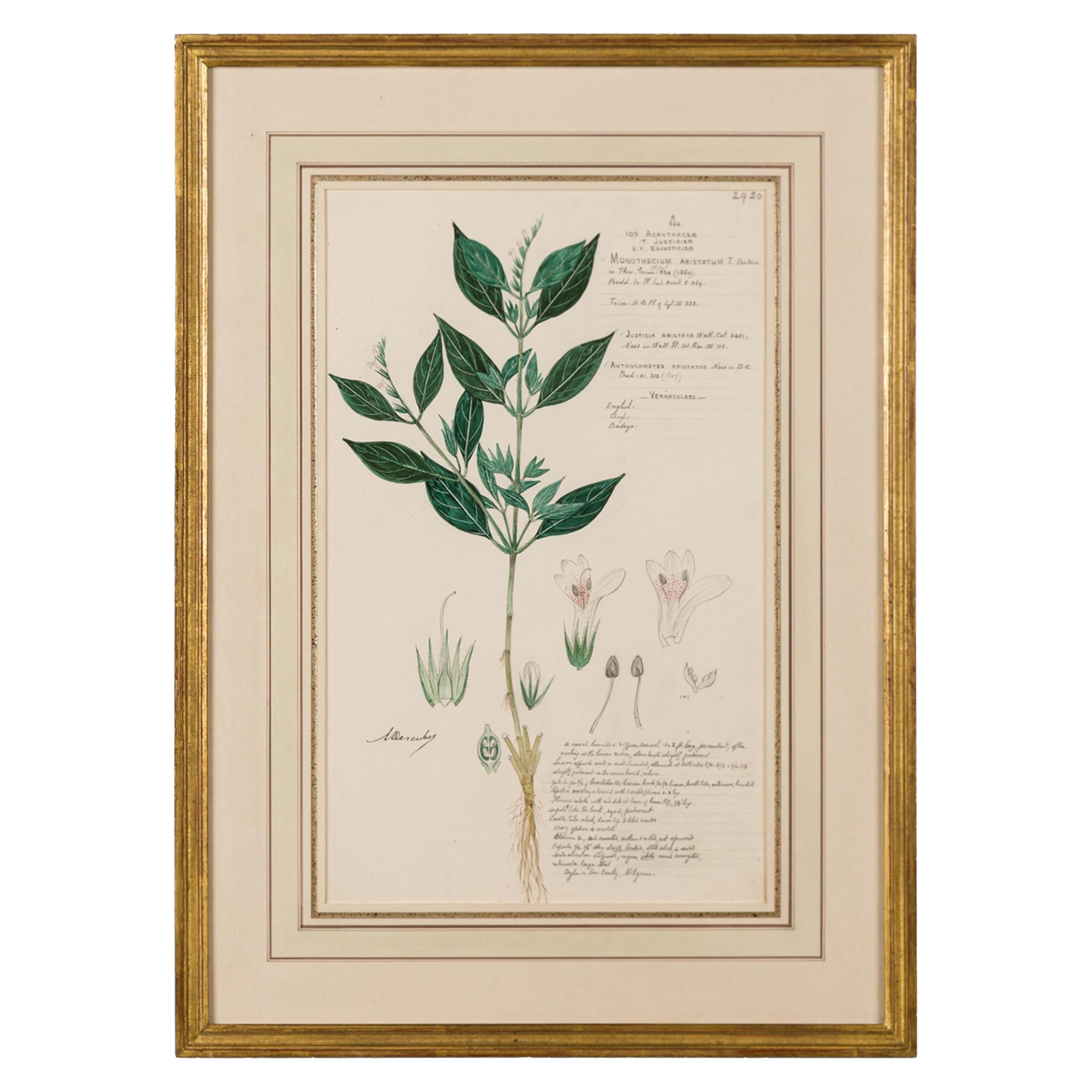 Framed American Victorian 19th Century Botanical Drawing "Monothecium Aristatum"
