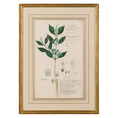 Framed American Victorian 19th Century Botanical Drawing "Monothecium Aristatum"