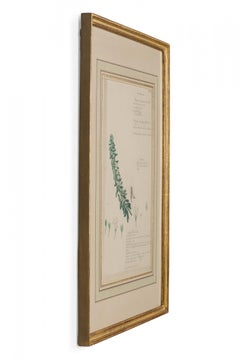 Framed 19th Century Watercolor Botanical Drawing, Myoporum Parvifolium