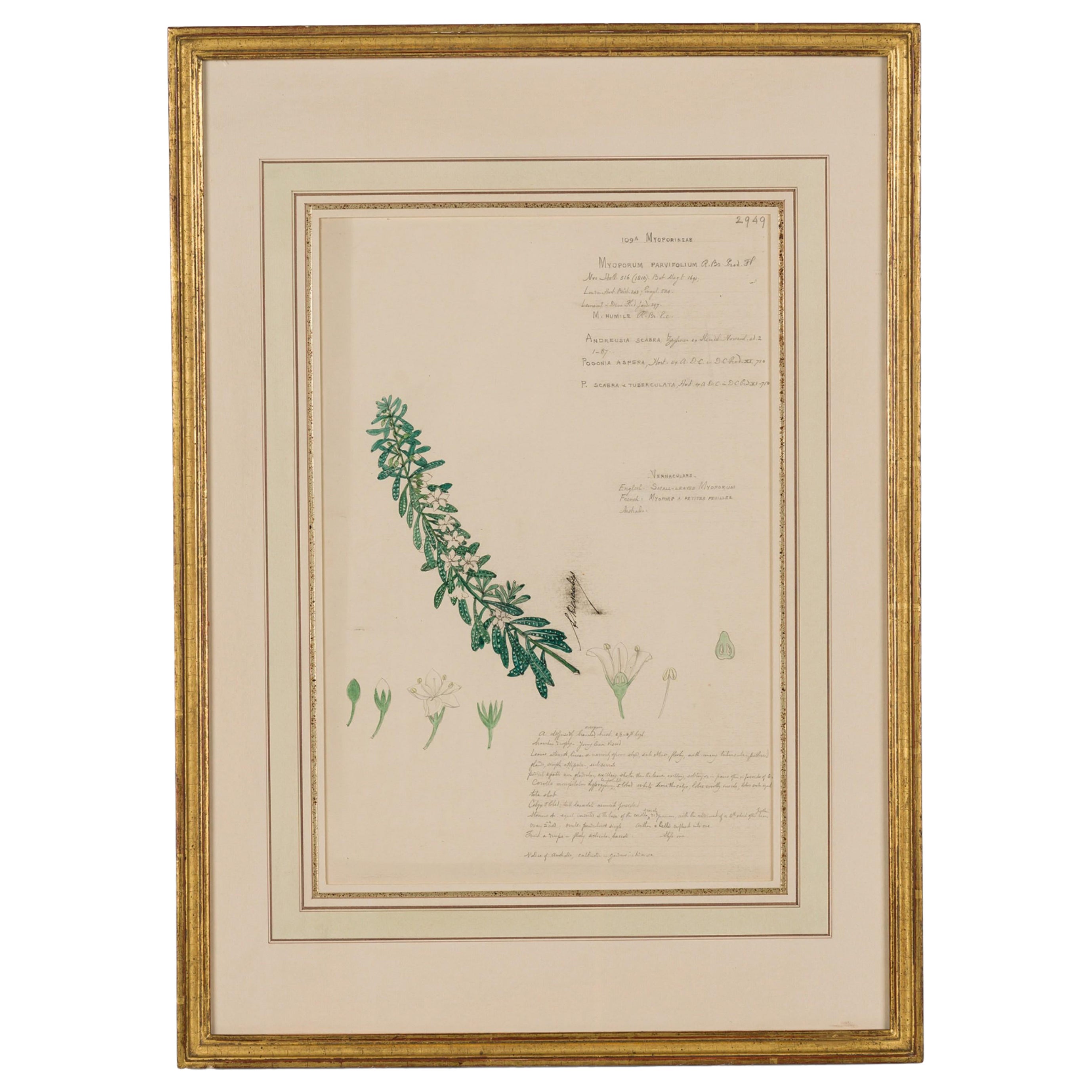 Framed American Victorian 19th Century Botanical Drawing, "Myoporum Parvifolium" For Sale