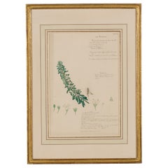 Framed American Victorian 19th Century Botanical Drawing, "Myoporum Parvifolium"