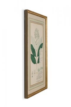 Disegno botanico americano vittoriano del XIX secolo incorniciato, "Premna Glaberimma".