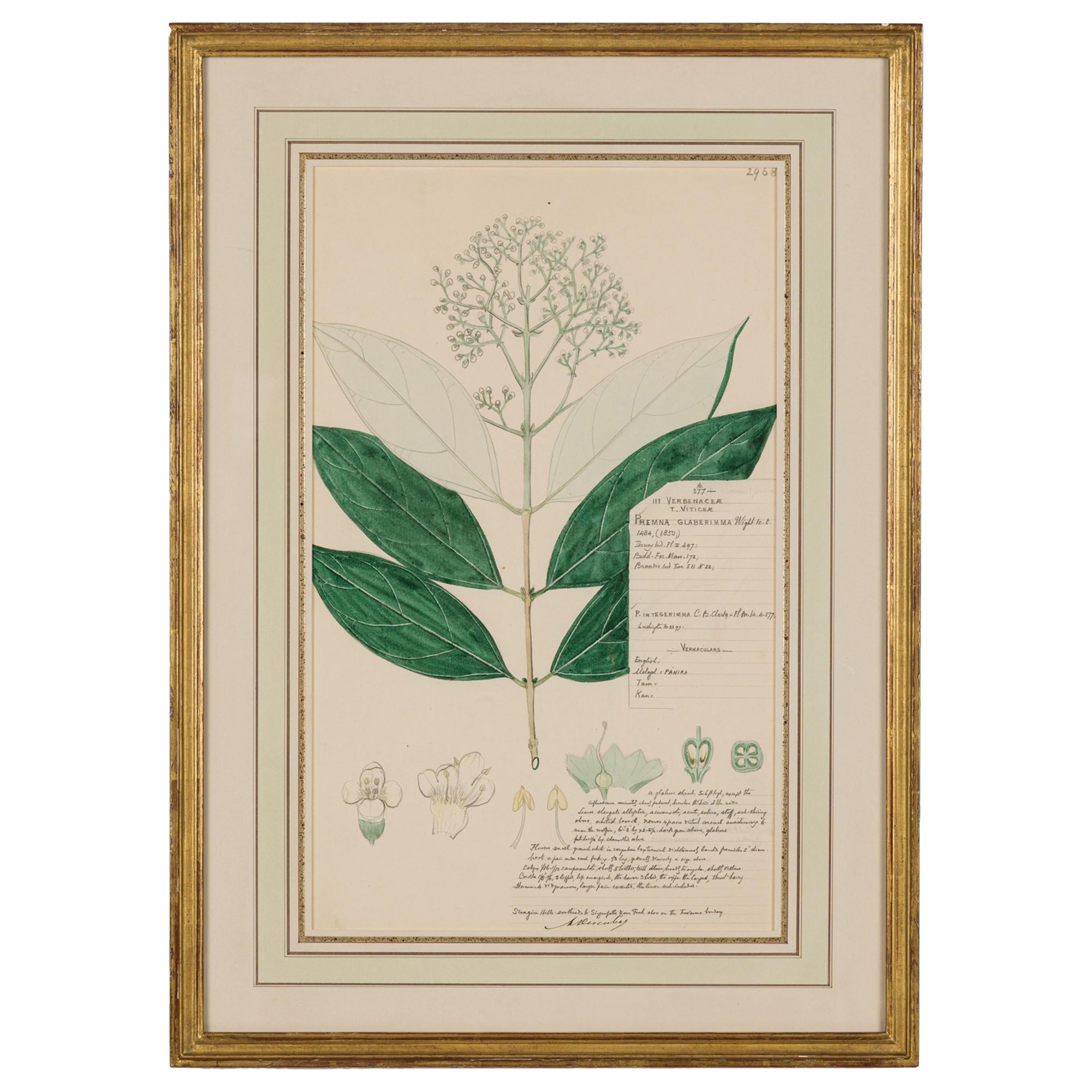 Framed American Victorian 19th Century Botanical Drawing, "Premna Glaberimma"