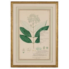 Framed American Victorian 19th Century Botanical Drawing, "Premna Glaberimma"