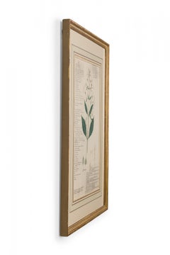 Framed American Victorian 19th Century Botanical Drawing "Rhinacanthus Communis"