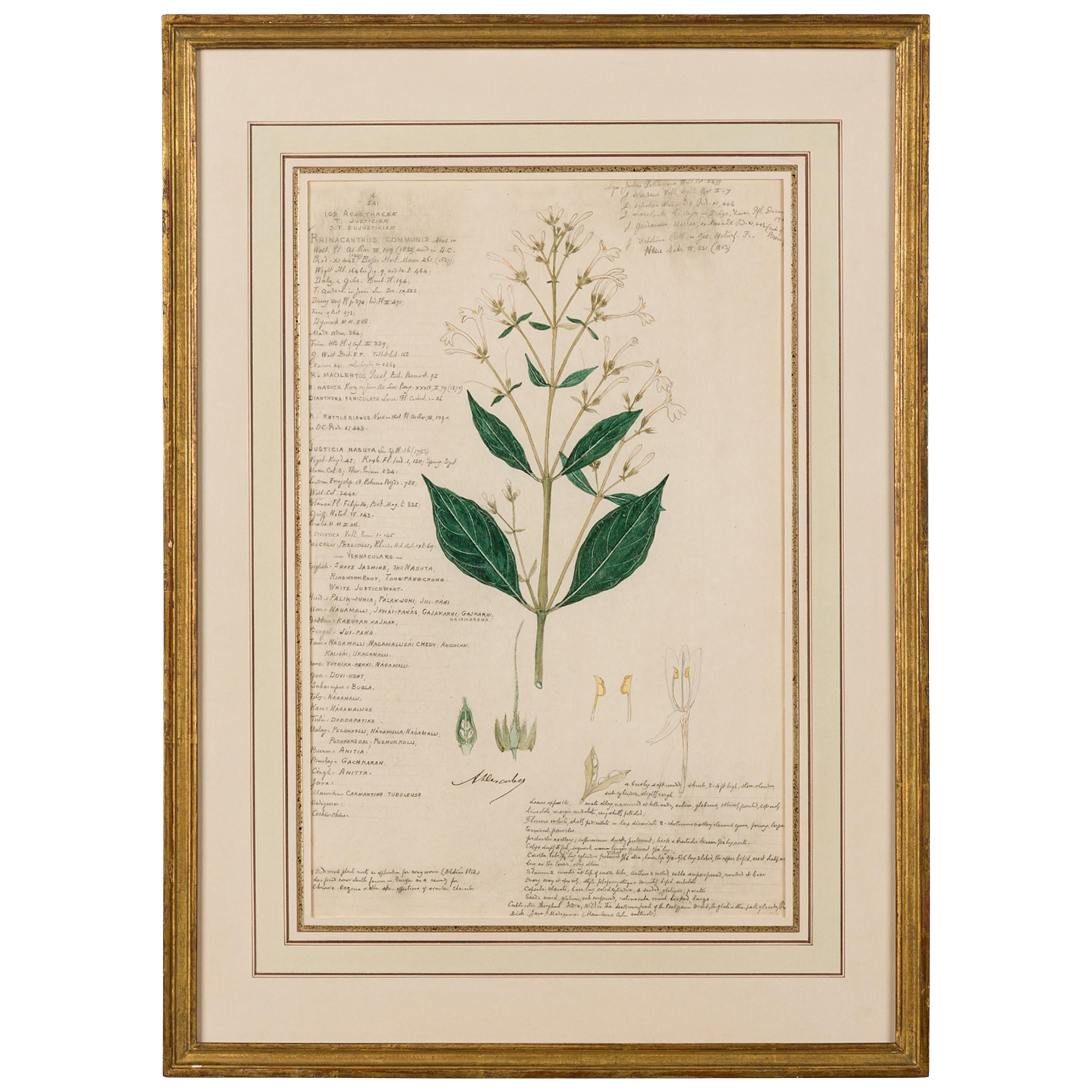 Framed American Victorian 19th Century Botanical Drawing "Rhinacanthus Communis"