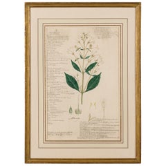 Disegno botanico americano vittoriano del XIX secolo "Rhinacanthus Communis" incorniciato