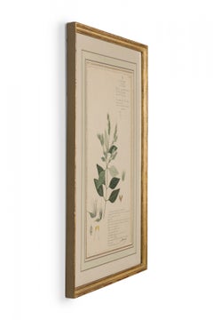 Framed American Victorian 19th Century Botanical Drawing, "Rungia Apiculata"