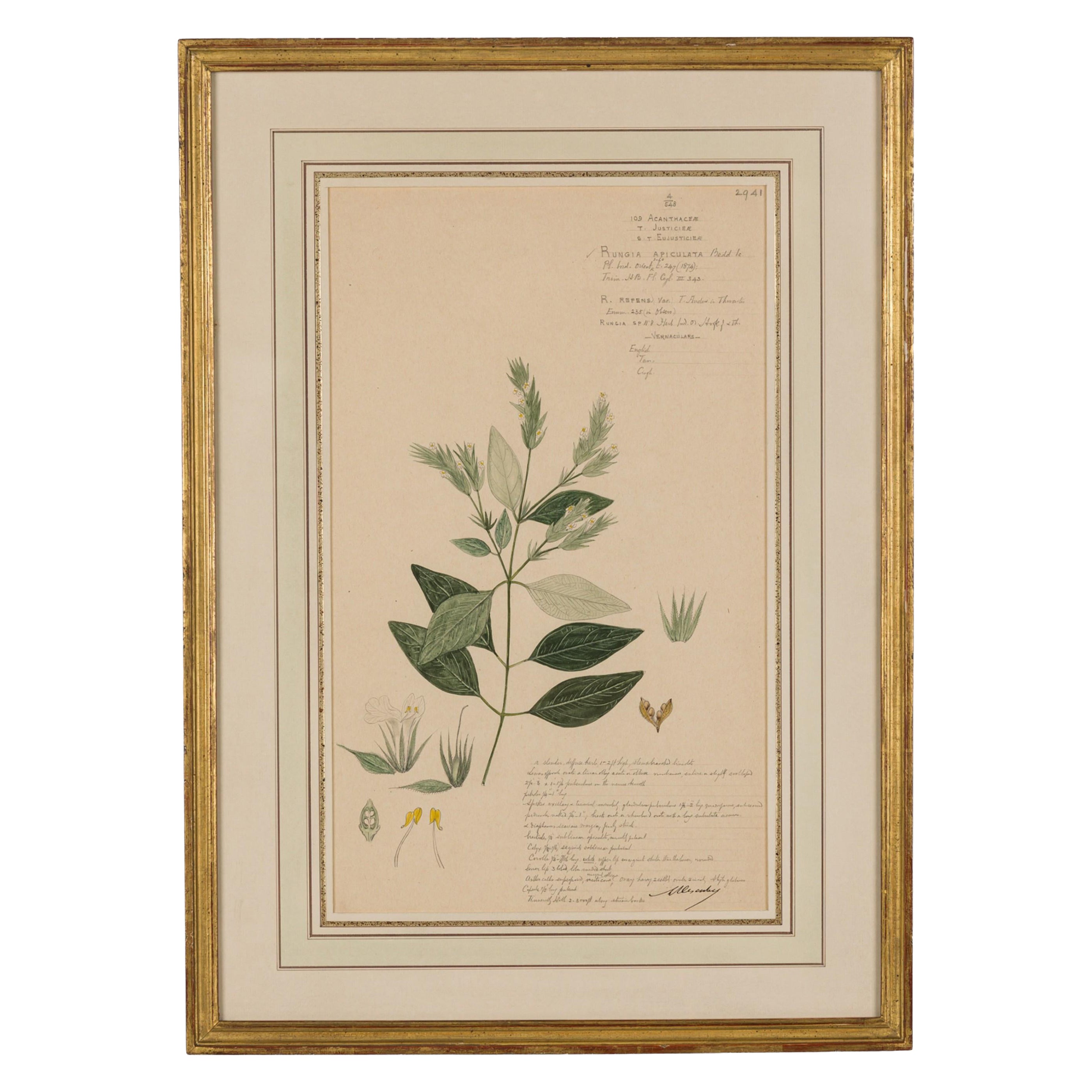Framed American Victorian 19th Century Botanical Drawing, "Rungia Apiculata" For Sale
