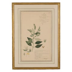 Framed American Victorian 19th Century Botanical Drawing, "Rungia Apiculata"