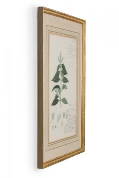 Acuarela victoriana del siglo XIX, enmarcada, de Rungia latior