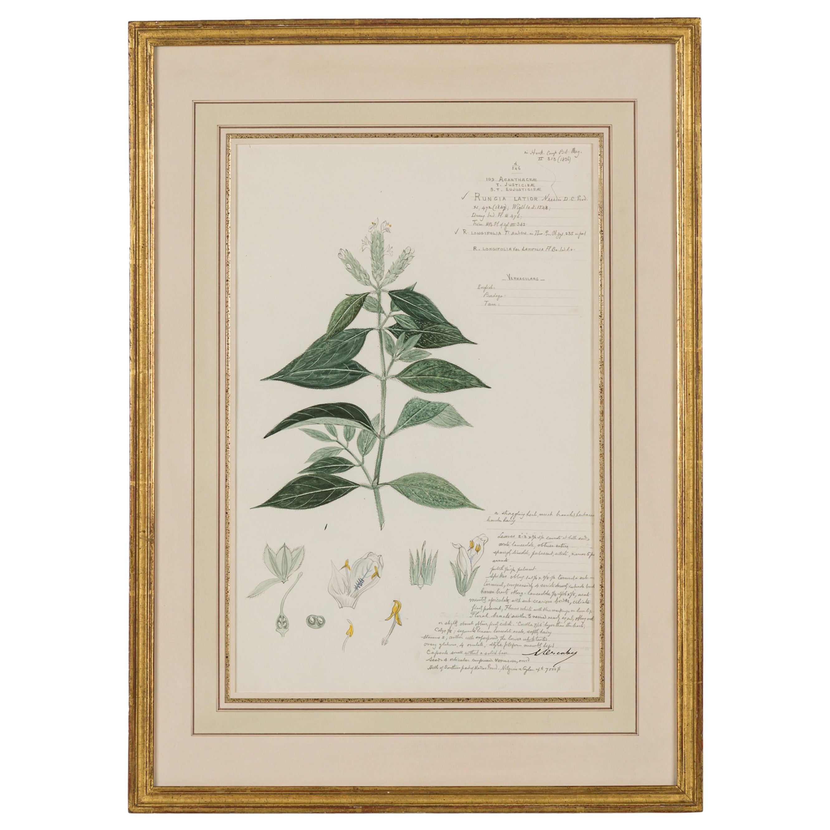 Framed American Victorian 19th Century Botanical Drawing, "Rungia Latior"