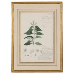 Framed American Victorian 19th Century Botanical Drawing, "Rungia Latior"