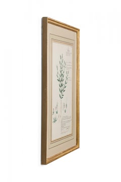 Gerahmte amerikanische viktorianische botanische Zeichnung aus dem 19. Jahrhundert, "Rungia Linifolia".