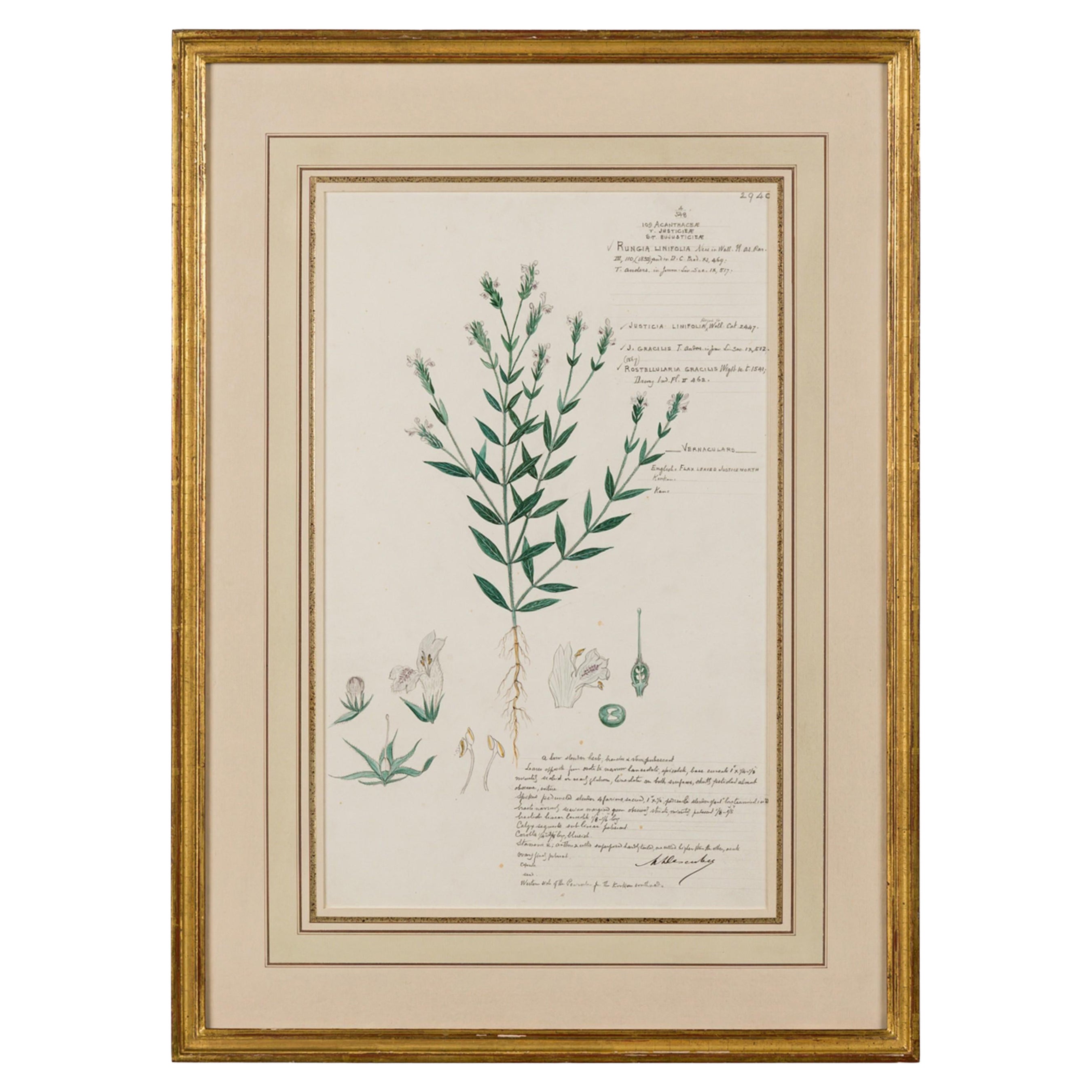 Framed American Victorian 19th Century Botanical Drawing, "Rungia Linifolia"