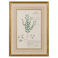 Framed American Victorian 19th Century Botanical Drawing, "Rungia Linifolia"