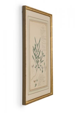 Framed American Victorian 19th Century Botanical Drawing, "Rungia Parviflora"