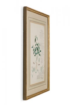 Framed American Victorian 19th Century Botanical Drawing, "Rungia Parviflora"