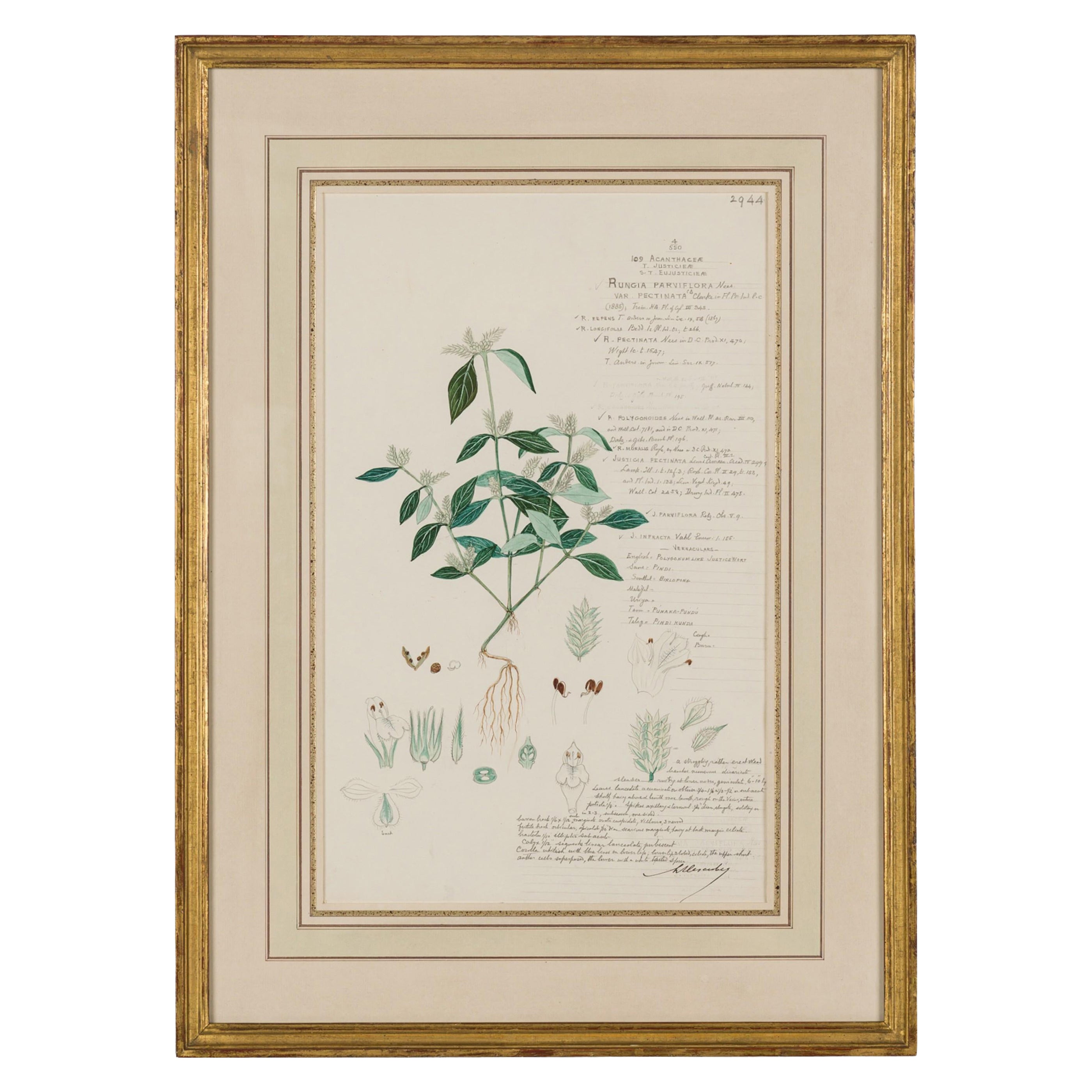 Framed American Victorian 19th Century Botanical Drawing, "Rungia Parviflora"