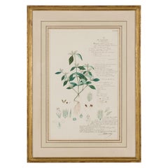 Framed American Victorian 19th Century Botanical Drawing, "Rungia Parviflora"